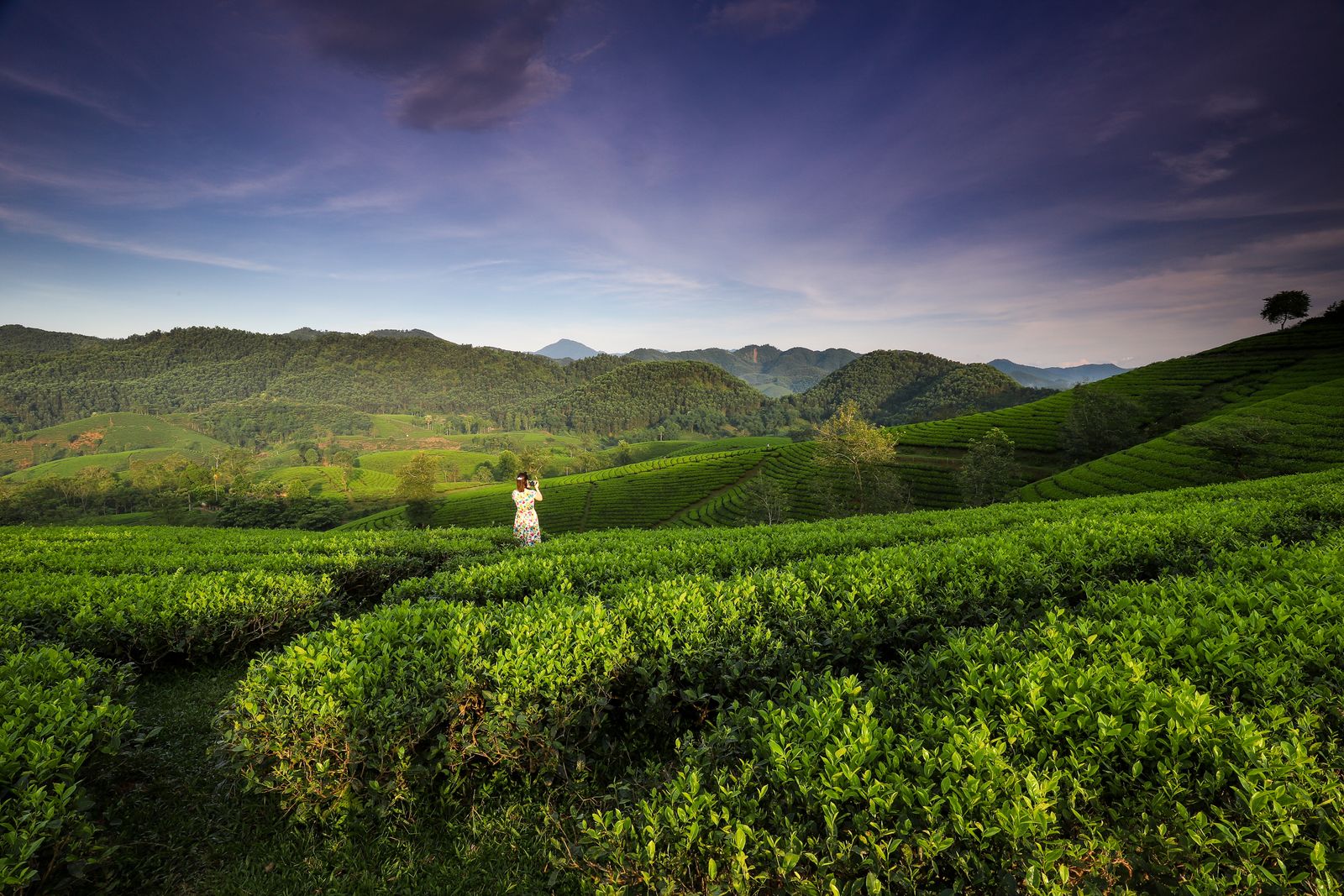 Tea plantation at golden hour with workers picking leaves across rolling green hills
